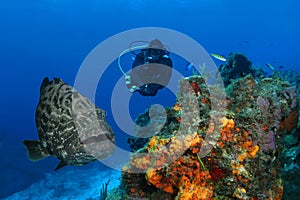 Huge Grouper and Scuba Diver photo