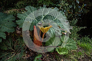 Huge gunnera in the vicinity of the Poas volcano in the Alajuela region, Costa Rica