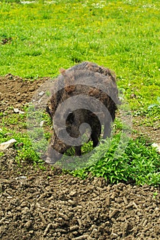 Huge hairy wild boar walking on green grass