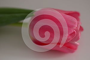 A huge half-open bud of a pale pink tulip