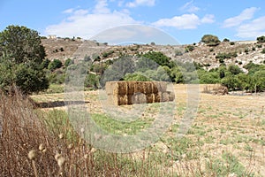 Huge hays cubes in the open field