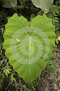 A huge heart-shaped leaf of the species Colocasia esculenta, Indonesia
