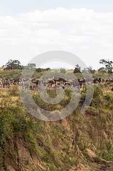 Huge herd of herbivores on the high bank. Kenya, Africa