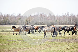 Huge herd of horses in the field. Belarusian draft horse breed. symbol of freedom and independence