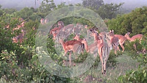 A huge herd of impala antelope milling around in their natural habitat