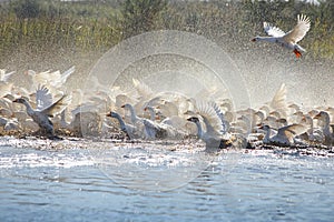 Huge herd of white geese running though the lake with plenty of water sprinkles.