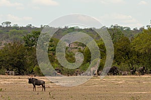 A huge herd of zebra on the savannah of the Serengeti National Park in Tanzania.