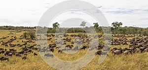 Huge herds of ungulates. Great migration of Kenya, Africa