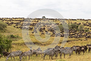 Huge herds of ungulates on the Masai Mara plains. Kenya, Africa