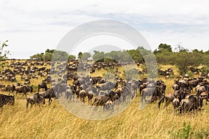 Huge herds of ungulates. Savannah of Masai Mara. Kenya, Africa