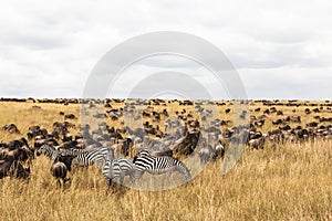 Huge herds of ungulates on the Serengeti plains. Masai Mara savanna. Kenya, Africa