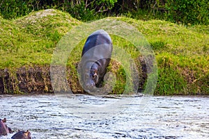 Huge hippo descends to the lake