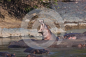 Huge HIppo with mouth wide open in the Serengeti