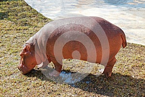 Huge Hippo Walking on the Ground