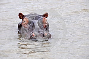 Huge hippo in water