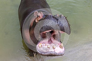 A huge hippopotamus in the water opens its mouth with sawed-off fangs. Wild animals in their natural habitat. African wildlife.