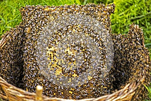 Huge honey bee swarm stuck around a frame with honey in a basket on the grass