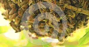 Huge honey bee swarm stuck around a frame with honey in a basket on the grass