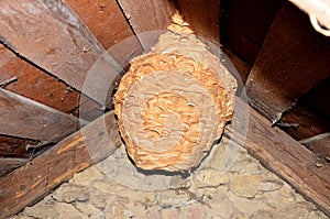 A huge hornet\'s nest under the roof of the house