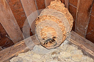 A huge hornet\'s nest under the roof of the house