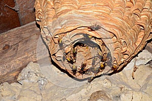 A huge hornet\'s nest under the roof of the house