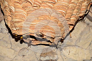 A huge hornet\'s nest under the roof of the house