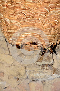 A huge hornet\'s nest under the roof of the house