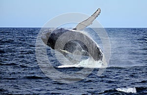 Huge Humpback breach