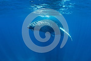 Humpback Whale Swims in the Caribbean Sea