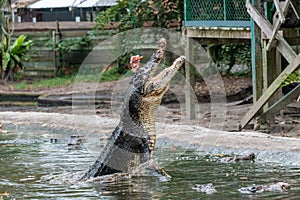 Huge hungry crocodile jumping to catch meat during feeding time at the mini zoo crocodile farm