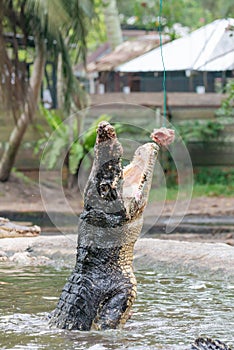 Huge hungry crocodile jumping to get food during feeding show at the crocodile mini zoo and farm