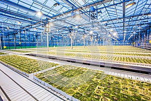 Huge hydroponic plantation system
