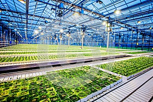 Huge hydroponic plantation system photo