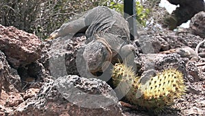 Huge Iguana eating cactus on rocky coast of Galapagos Islands.