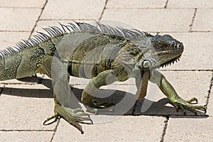 Huge Iguana walking in Florida