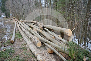 Huge illegal cutted pine logs