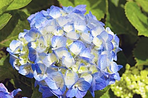 Huge inflorescences of blue large hydrangea Latin Hydrangea macrophylla.