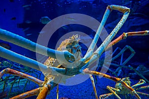 Huge Japanesse spider-crab inside of the aquarium of Osaka in Japan