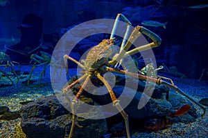 Huge Japanesse spider-crab inside of the aquarium of Osaka in Japan