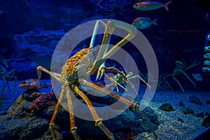 Huge Japanesse spider-crab inside of the aquarium of Osaka in Japan