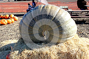 Huge Jarrahdale pumpkin at display in Pumpkin patch during Halloween, Cucurbita maxima