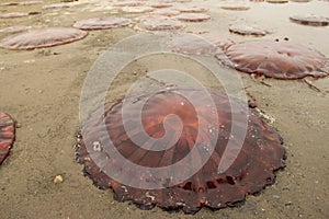 Huge jellyfish on the beach at Walvis Bay in Namibia