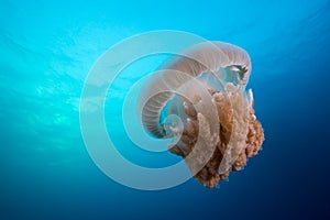 A huge jellyfish floats around the ocean, with small fish living in it`s helm