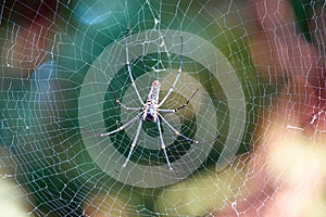 Huge Joro spider with long legs weaving its complicated webs on a blurred background with bokeh