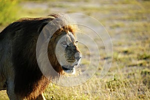 Huge Kalahari Male Lion