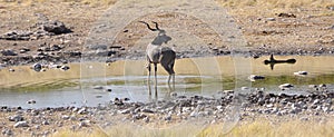 A huge Kudu in Etosha National Park photo