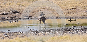 A huge Kudu in Etosha Nationalpark photo