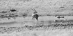 A huge Kudu in Etosha Nationalpark. More than 20 different antilopes can be seen here photo