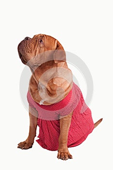 Huge lady dog dressed with red dress