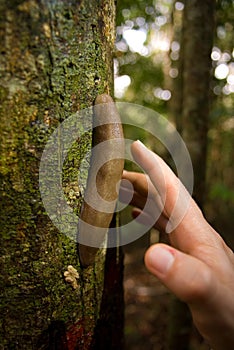 Huge land slug (Meghimatium fruhstorferi)